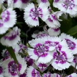 combo-frosted-purple-and-white-flowers6.jpg
