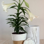 diy-5-flower-pots-decor-from-rope4-4