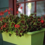 flowers-container-ideas-by-marta9.jpg