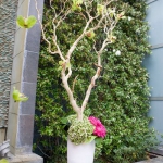 branches-party-decorating-eco8.jpg