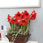 home-flowers-in-new-year-decorating3-3.jpg