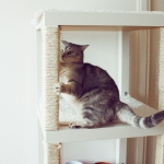 ikea-furniture-hacks-for-cats1-5