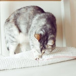 ikea-furniture-hacks-for-cats1-8