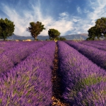 lavender-home-decorating-ideas6-2.jpg