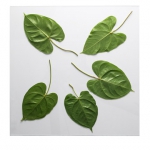 leaf-embossed-tabletop1.jpg