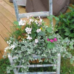planting-flowers-in-chairs2-14.jpg