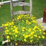 planting-flowers-in-chairs2-8.jpg
