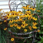 planting-flowers-in-chairs3-2.jpg