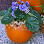 pumpkins-vase-new-floral-ideas6-3-2.jpg