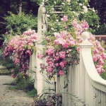 roses-in-garden-fence1.jpg