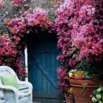 roses-in-garden-fence6.jpg