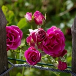 roses-in-garden-inspiration6-2.jpg