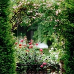 roses-in-garden-archway3.jpg