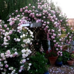 roses-in-garden-inspiration1-5.jpg