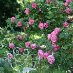 roses-in-garden-inspiration2-4.jpg