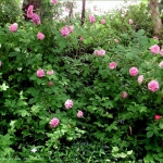 roses-in-garden-inspiration2-6.jpg