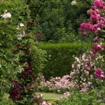 roses-in-garden-inspiration2-8.jpg