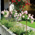 roses-in-garden-inspiration3-5.jpg