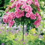 roses-in-garden-inspiration3-6.jpg