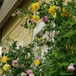 roses-in-garden-inspiration5-3.jpg