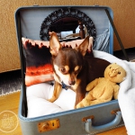 simple-diy-ideas-small-doggie-beds-in-suitcase5