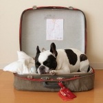 simple-diy-ideas-small-doggie-beds-in-suitcase6