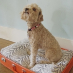 simple-diy-ideas-small-doggie-beds-in-suitcase9