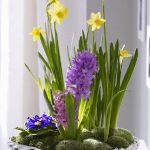 spring-flowers-new-ideas-hyacinths2.jpg