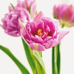spring-flowers-new-ideas-tulip1-2.jpg