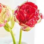 spring-flowers-new-ideas-tulip1-3.jpg