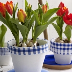 spring-flowers-new-ideas-tulip2-1.jpg