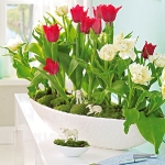 spring-flowers-new-ideas-tulip2-14.jpg