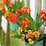 spring-flowers-new-ideas-tulip3-7.jpg