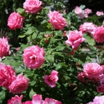 vintage-rose-inspiration-garden2.jpg
