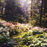 wild-garden-inspiration-naturalness7.jpg