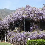 wisteria-branches1.jpg