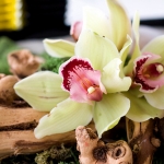 wonderful-orchids-ideas2-3.jpg
